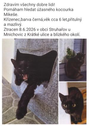 Ztracený kocour